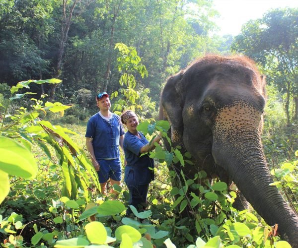 Phang Nga elephant park