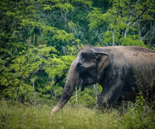 Phuket elephant sanctuary