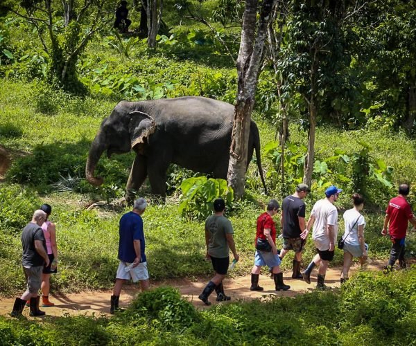 Phuket elephant sanctuary