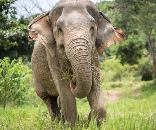 elephant sanctuary