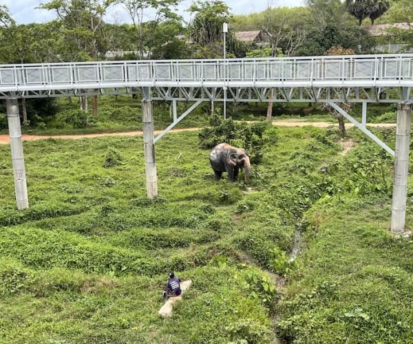 Canopy walk 1