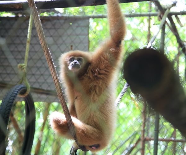 Gibbon